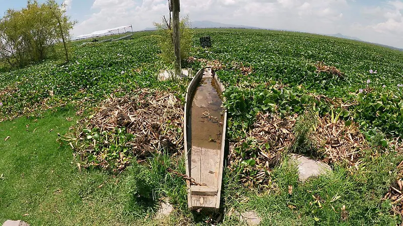 Zumpango en alerta: lirio acuático amenaza con destruir la laguna [Fotorreportaje]